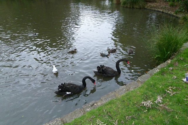 04black Swans
