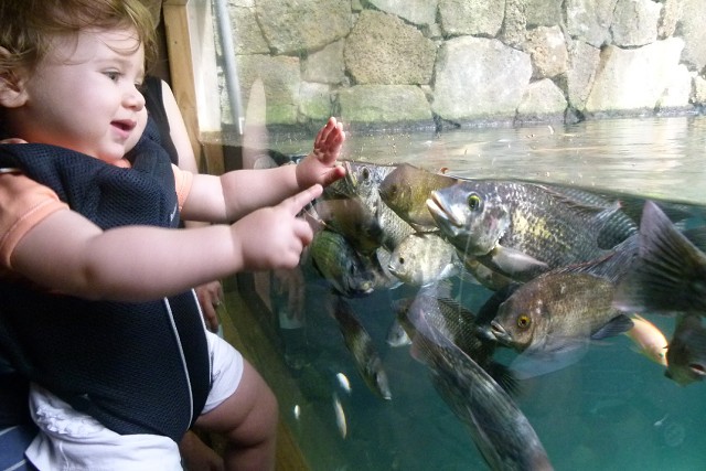 CrocodileTortoisePark (7)